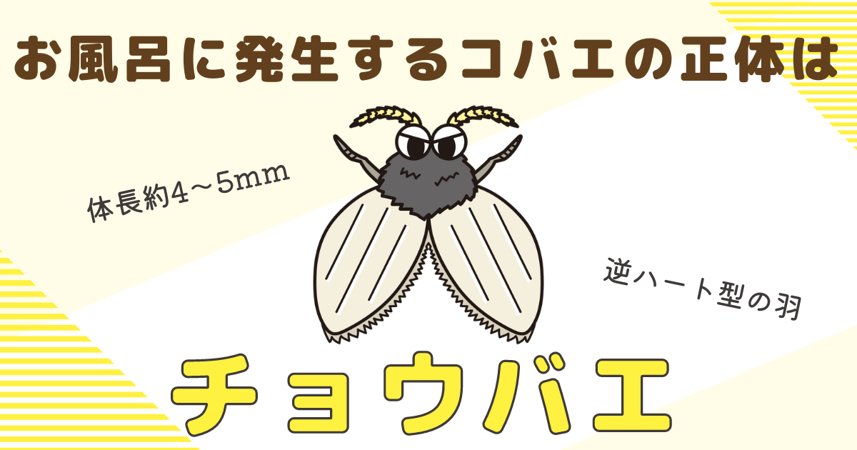お風呂に発生するコバエの正体は「チョウバエ」発生原因や駆除方法をご紹介