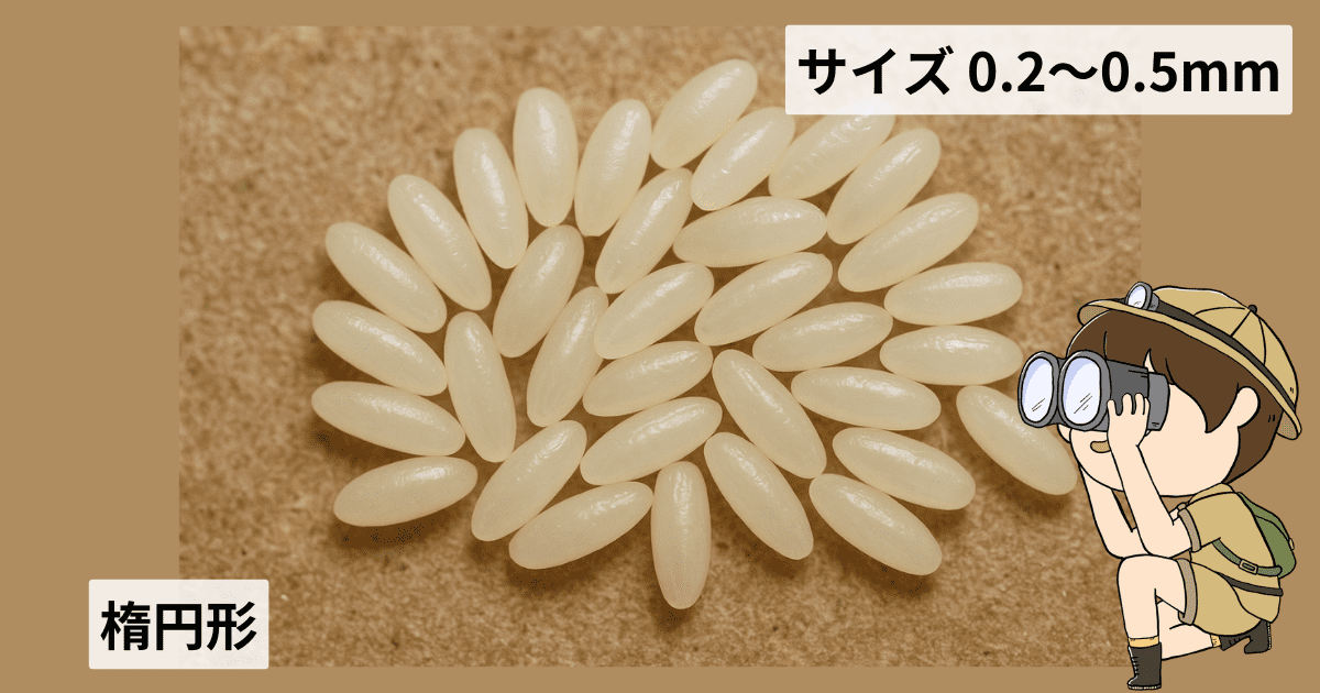 コバエの卵はどのような見た目をしている？