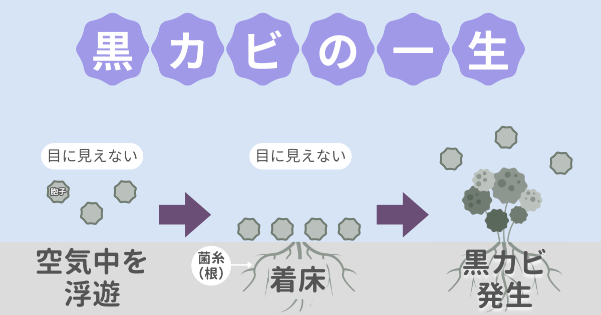 黒カビの一生