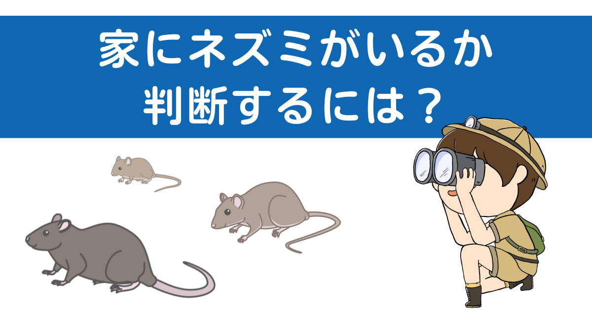 【3つをチェック】家にネズミがいるか判断するには？