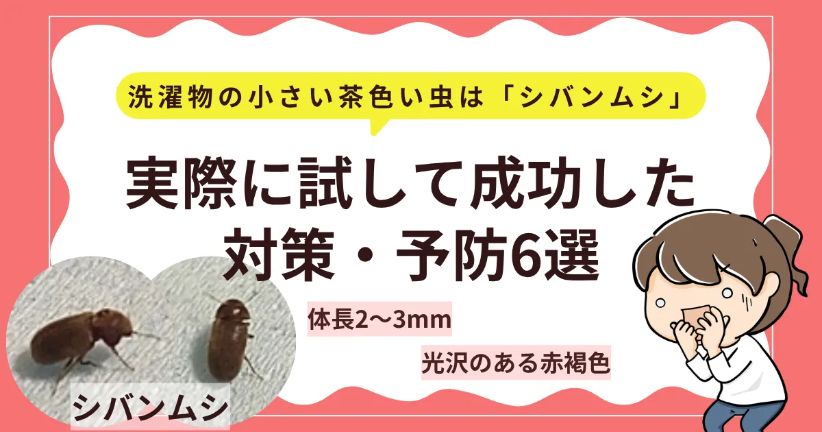 【実体験】洗濯物の小さい茶色い虫はシバンムシ！試して成功した対策・予防6選