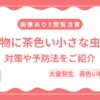 【閲覧注意】洗濯物につく茶色い小さな虫の正体は？対策や予防法をご紹介