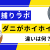 高評価で安いダニ捕りシート「ダニ捕りラボ」「ダニがホイホイ」の違いを徹底レビュー