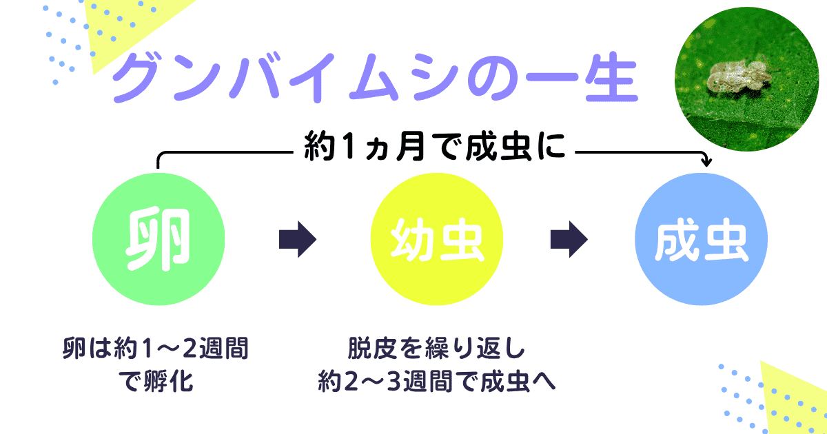 植物に寄主する「グンバイムシ」