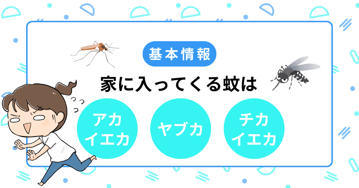 【基本情報】家に入ってくる蚊は3種類