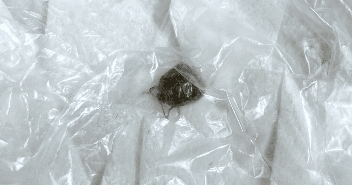 【虫画像あり】洗濯物に付いていた虫