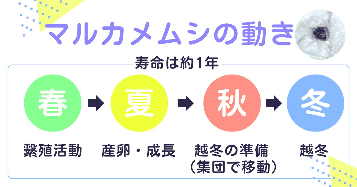 「マルカメムシ」の生態とライフサイクル