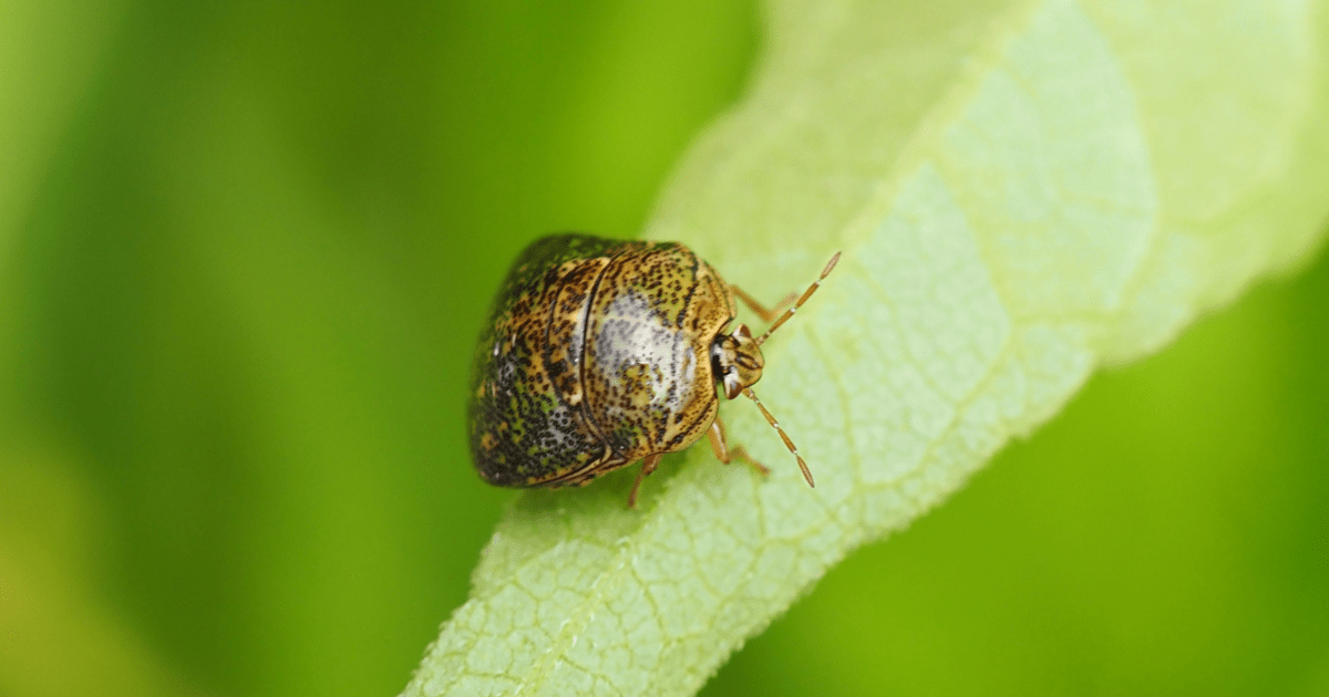 虫の正体は「マルカメムシ」