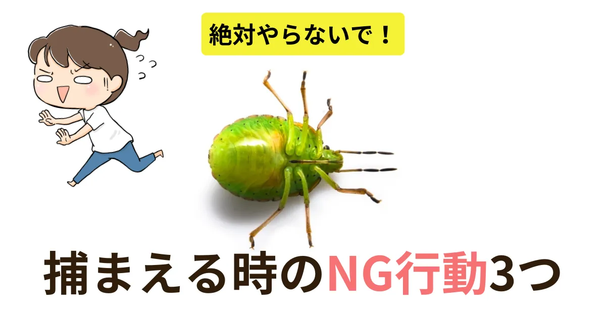 絶対やらないで！カメムシを捕まえる時のNG行動3つ